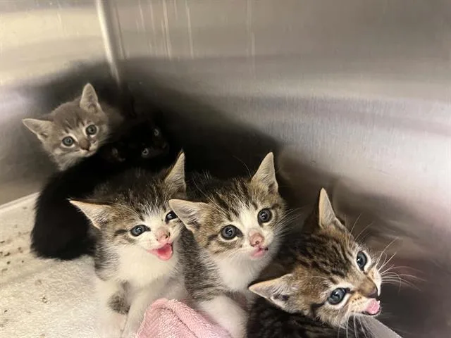 A baby small-sized female Domestic Short Hair cat named Maura for adoption in Tustin, CA
