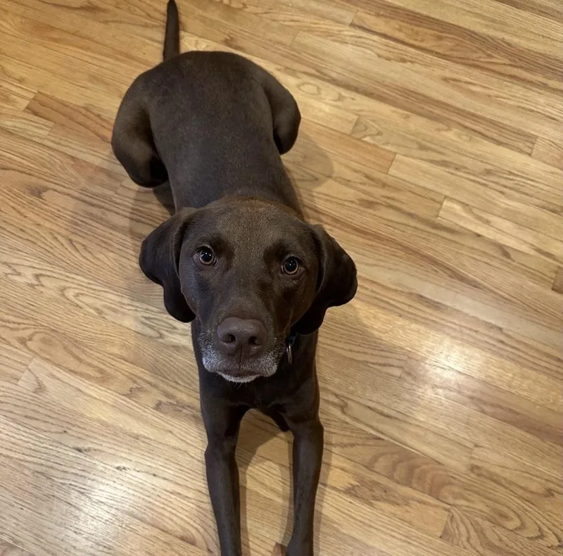 An adult large-sized male Labrador Retriever dog named Buddy for adoption in Boston, MA