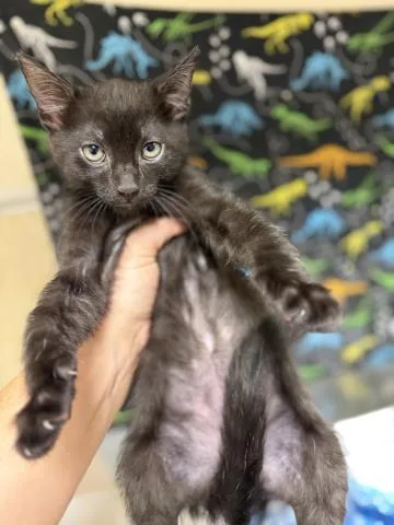 A baby small-sized male Domestic Short Hair cat named Jam for adoption in Riverside, CA