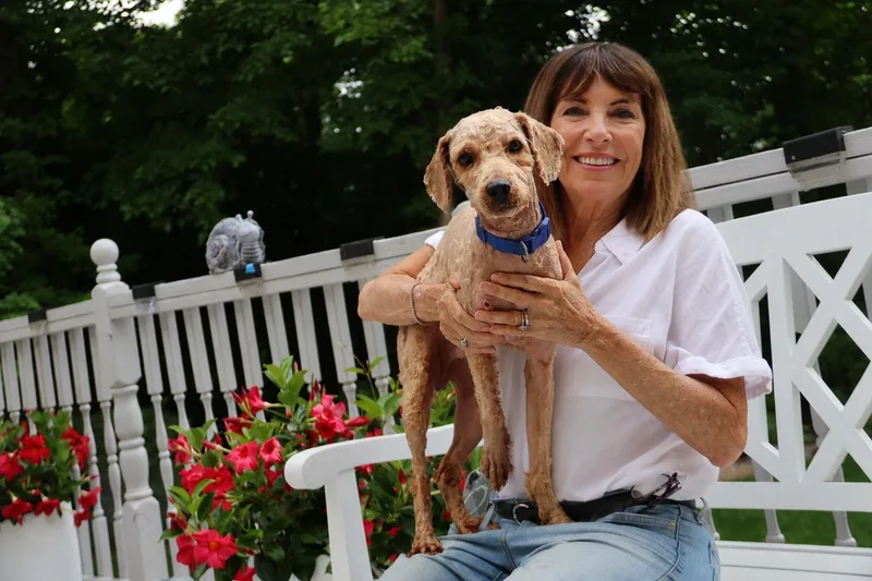 A young small-sized male Golden Goldendoodle dog named Teddy for adoption in POTOMAC, MD