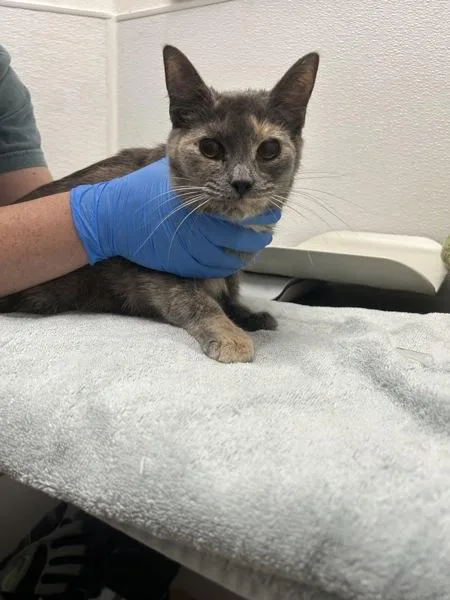 An adult medium-sized female Domestic Short Hair cat named Vivenne Vw Bonded for adoption in Silverdale, WA