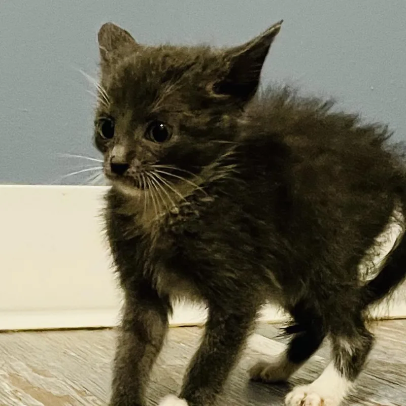 A baby small-sized male Gray / Blue / Silver Domestic Short Hair cat named Tax season gray for adoption in Fredericksburg, VA