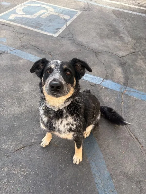 A baby medium-sized male Cattle Dog dog named Binx for adoption in Van Nuys, CA