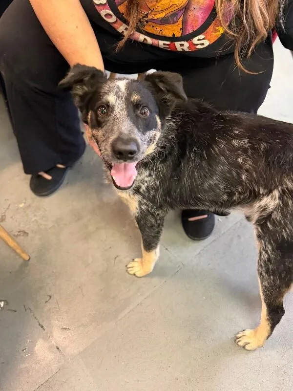 Binx thumbnail 5