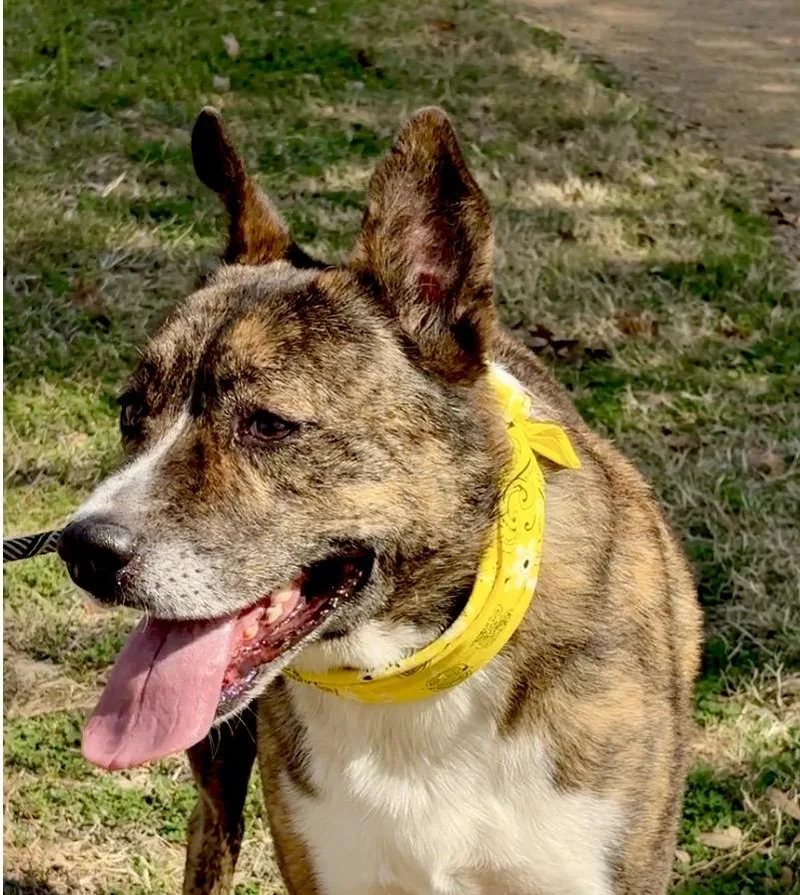 An adult large-sized male Brindle Mixed Breed dog named Machi Magic! for adoption in Cypress, TX