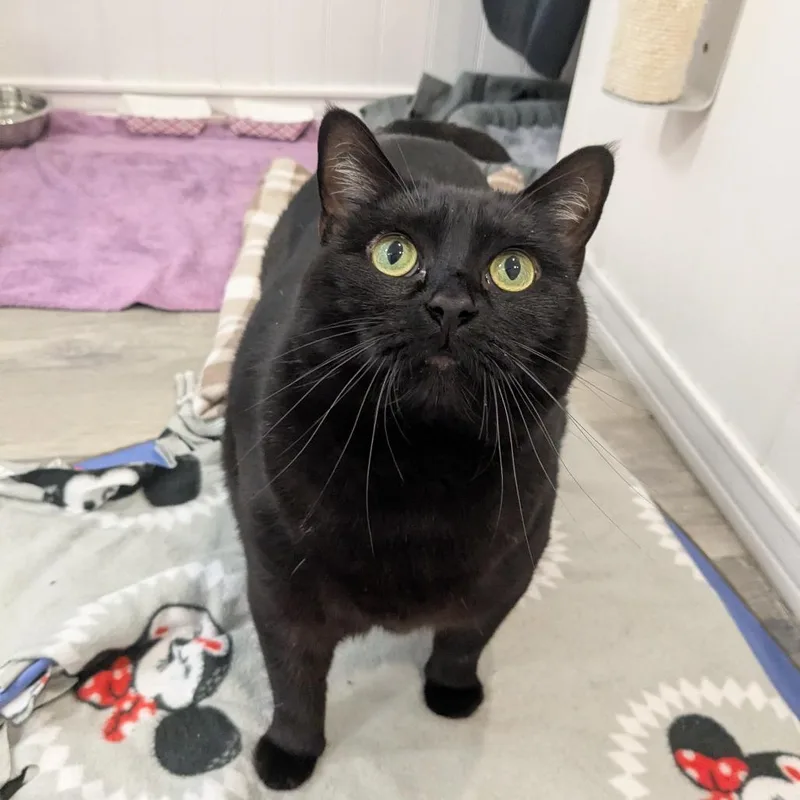 An adult extra large-sized female Domestic Short Hair cat named Sable for adoption in Los Angeles, CA