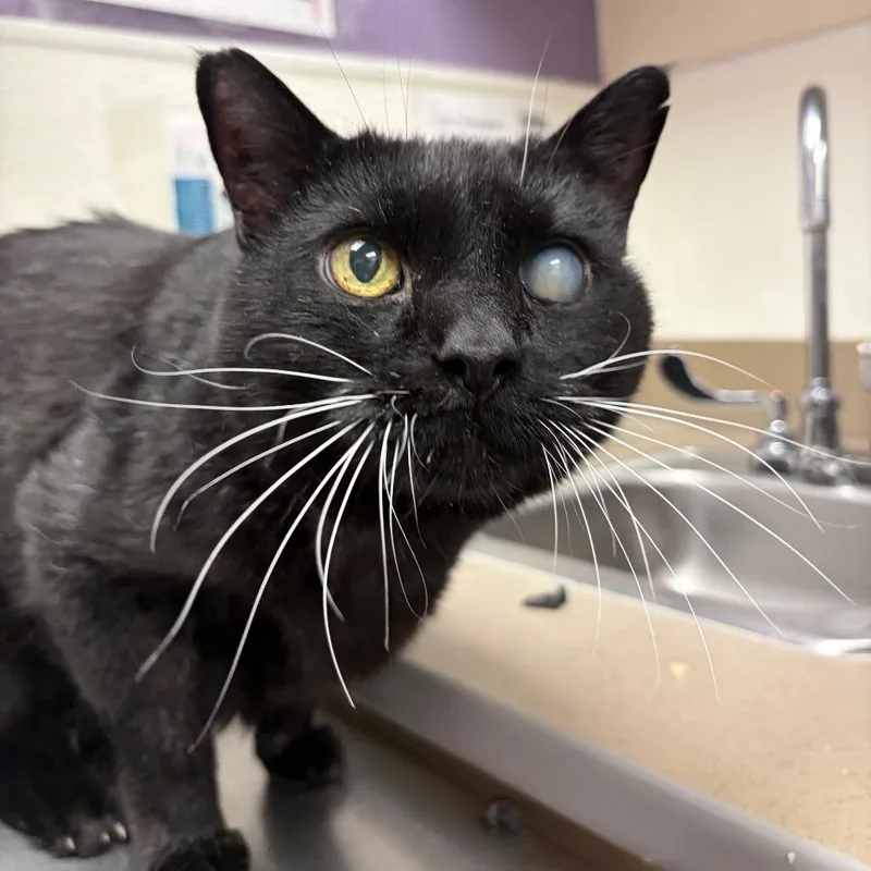 A senior large-sized male Black Domestic Short Hair cat named Panther for adoption in Albuquerque, NM