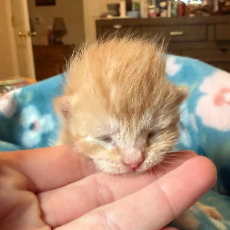 A baby small-sized male Orange / Red Domestic Short Hair cat named Trombone for adoption in Delaware, OH