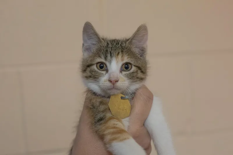 A baby small-sized female Torbie cat named Callie for adoption in Mountain Home, AR