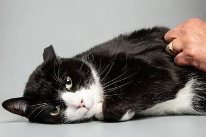 A senior medium-sized male Domestic Short Hair cat named Apollo for adoption in Longmont, CO