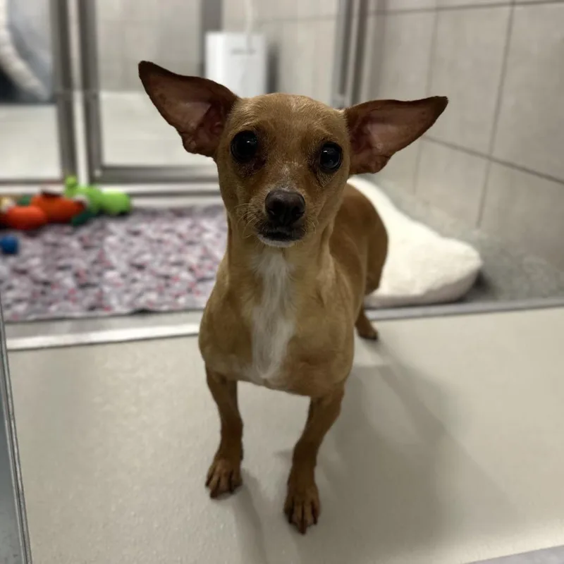 An adult small-sized female Yellow / Tan / Blond / Fawn Mixed Breed dog named Lilly for adoption in Hinsdale, IL