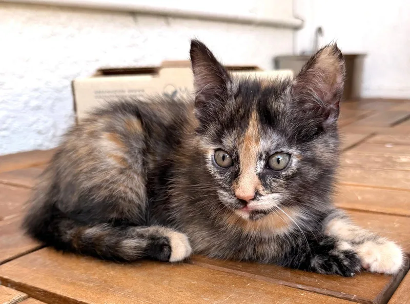 A baby medium-sized female Tortoiseshell cat named Mabel for adoption in Seal Beach, CA
