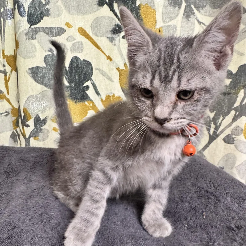 A young small-sized female Tabby (Gray / Blue / Silver) Domestic Short Hair cat named Emily for adoption in Bentonville, AR