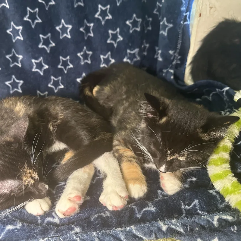 A baby small-sized female Tortoiseshell Domestic Short Hair cat named Hedy for adoption in Kent, OH