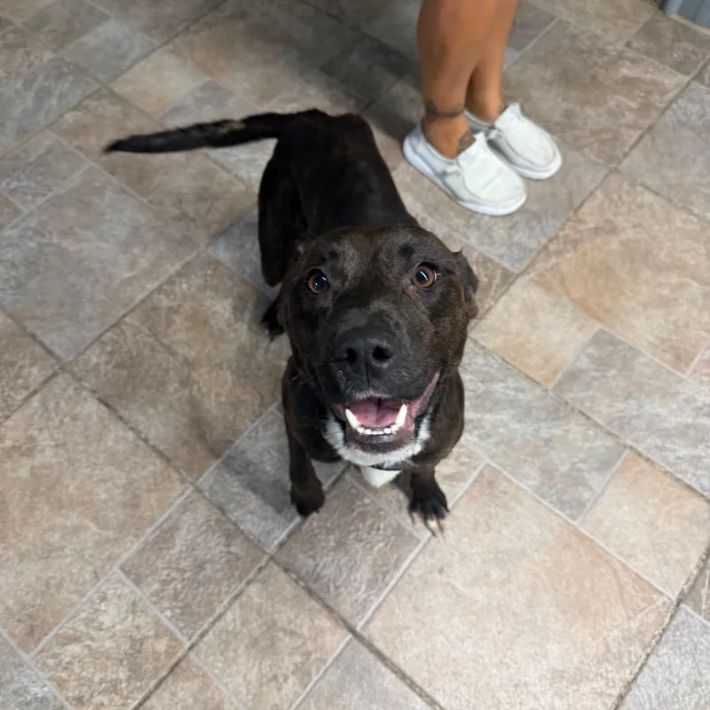 An adult medium-sized female Black Pit Bull Terrier dog named Maggie for adoption in Homer, NY