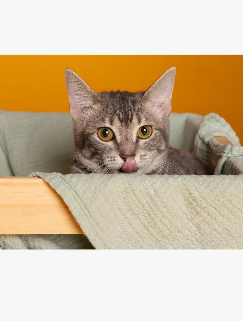 Sunny thumbnail 2