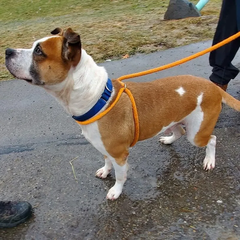 An adult large-sized male Brown / Chocolate Mixed Breed dog named Rocco for adoption in Youngstown, OH