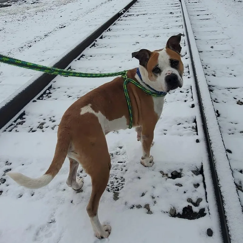 Rocco thumbnail 6