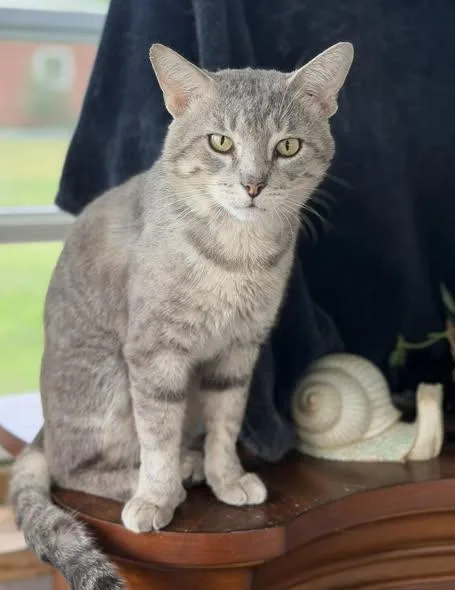 An adult medium-sized male Gray / Blue / Silver Domestic Short Hair cat named Sterling for adoption in Heath, OH
