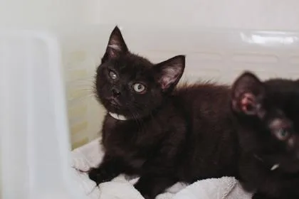 A young small-sized male Domestic Short Hair cat named a Claude for adoption in North Charleston, SC