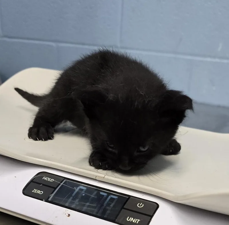 A baby small-sized male Black Domestic Short Hair cat named TempurPedic for adoption in Evansville, IN