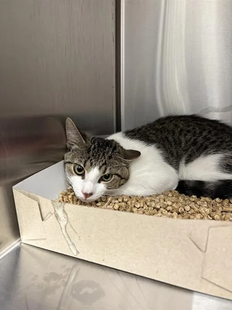 A young small-sized male Domestic Short Hair cat named Dr Robotnik for adoption in Indianapolis, IN