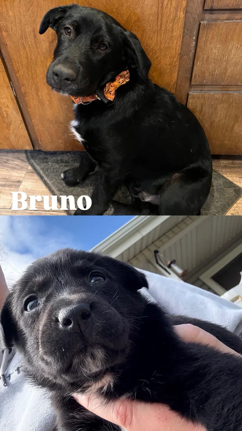 Bruno thumbnail 2