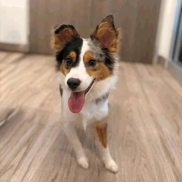 A young medium-sized male Gray / Blue / Silver Australian Shepherd dog named Beau for adoption in Houston, TX