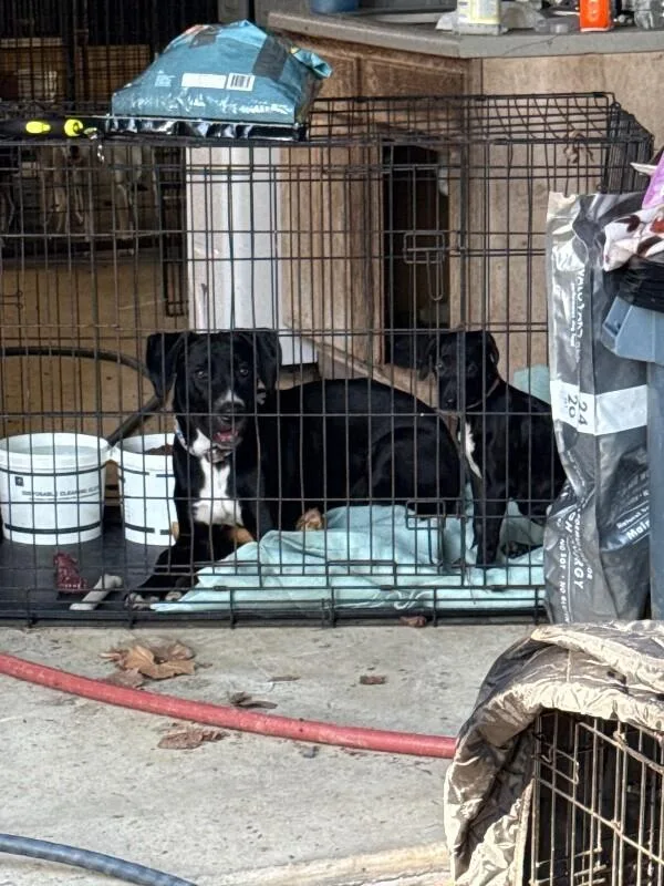 An adult medium-sized female Mixed Breed dog named Star for adoption in Alamo, TN