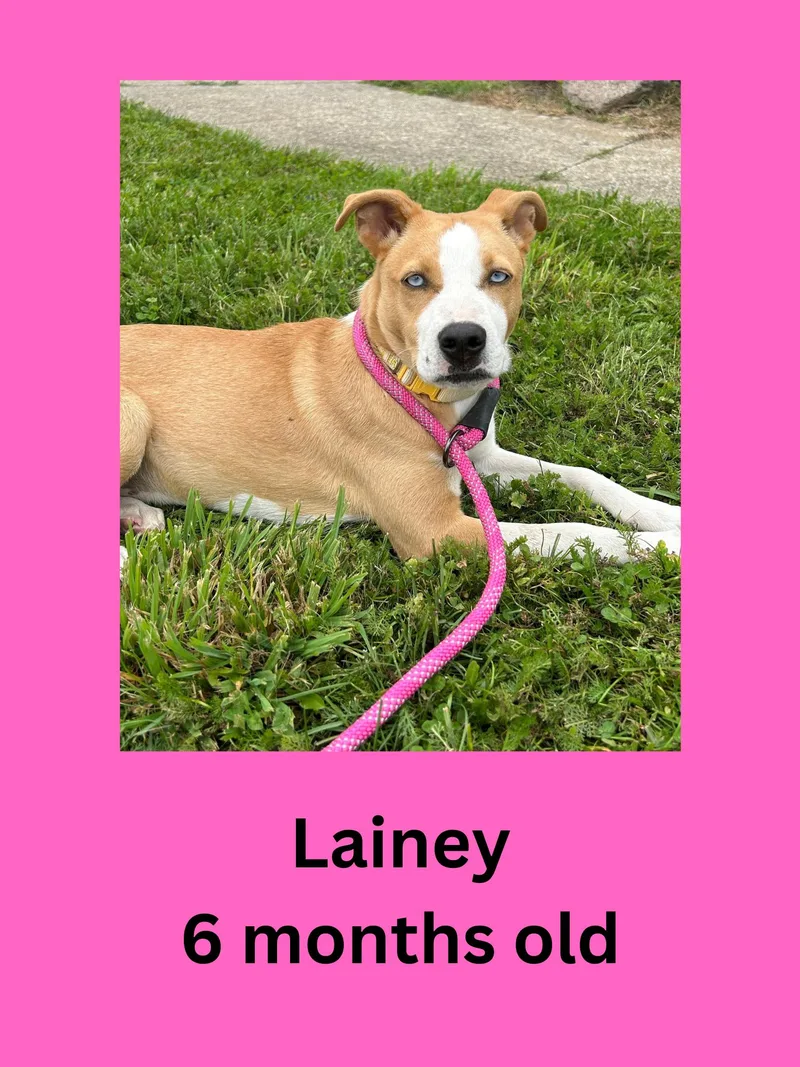 A young medium-sized female Mixed Breed dog named Lainey for adoption in Ravenna, OH