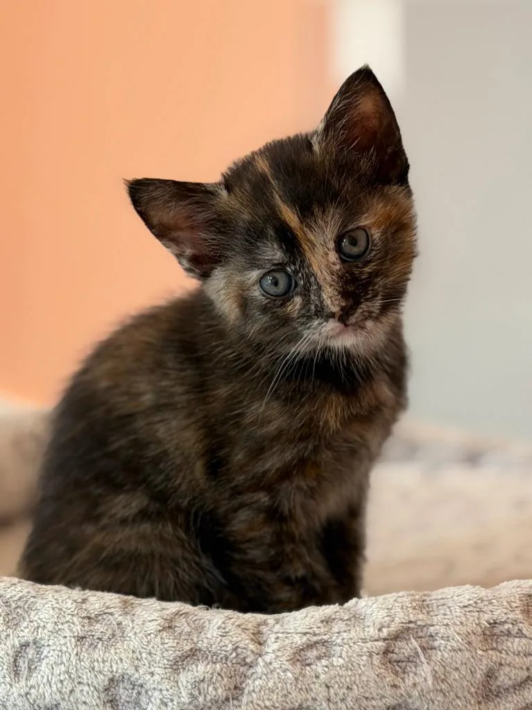 A baby medium-sized female Domestic Short Hair cat named Cinnamon Twists for adoption in Parkville, MD