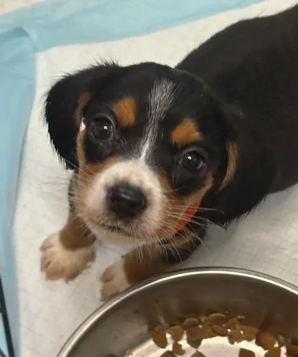 A baby medium-sized female Tricolor (Brown, Black, & White) Beagle dog named Molly for adoption in Scottsburg, IN