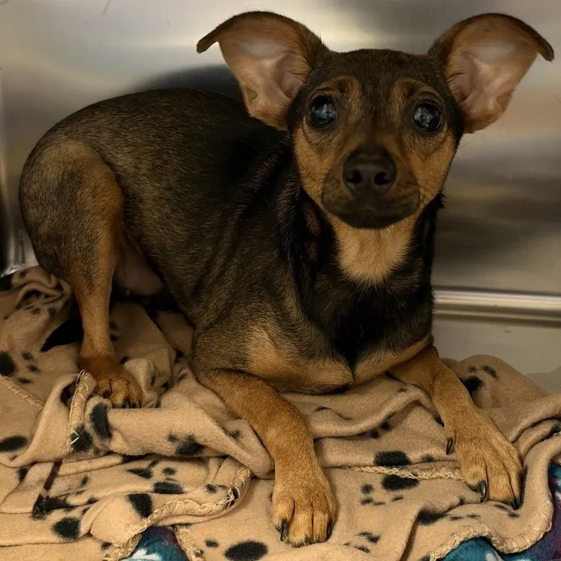 An adult small-sized female Brown / Chocolate Chihuahua dog named Mallory for adoption in Springboro, OH