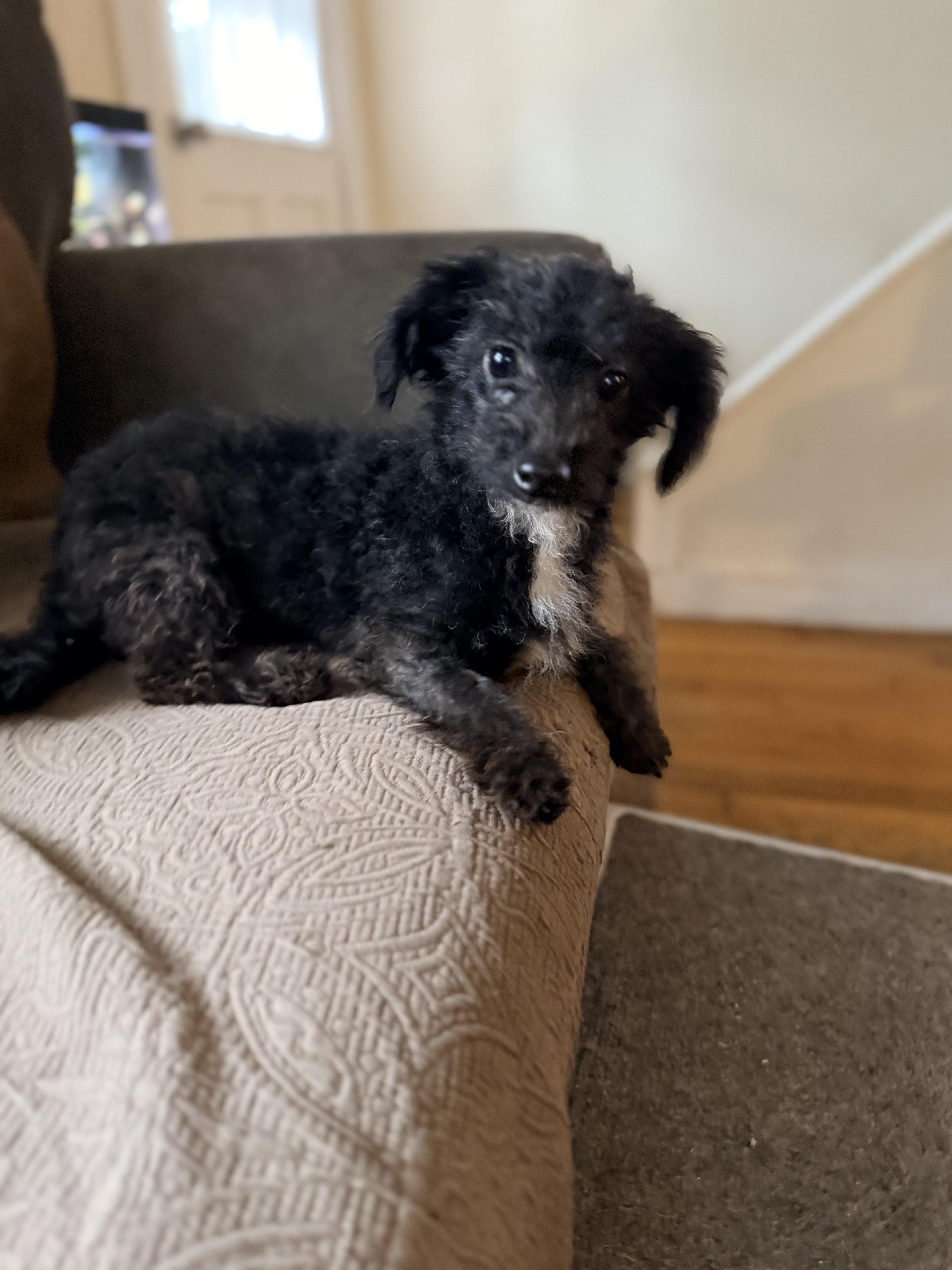 A young small-sized male Miniature Poodle dog named Tag for adoption in Stoughton, MA