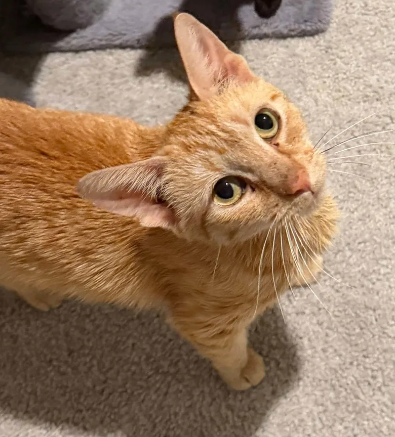 An adult medium-sized female Orange / Red Domestic Short Hair cat named Molly for adoption in Charleston, SC