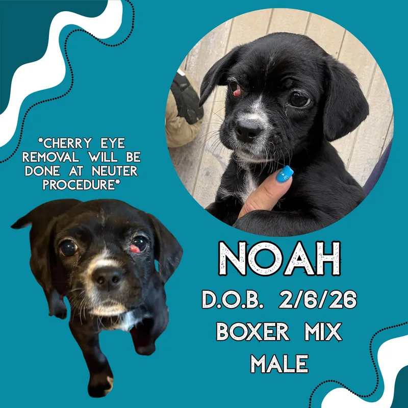 A baby medium-sized male Black Boxer dog named Noah for adoption in Caldwell, TX