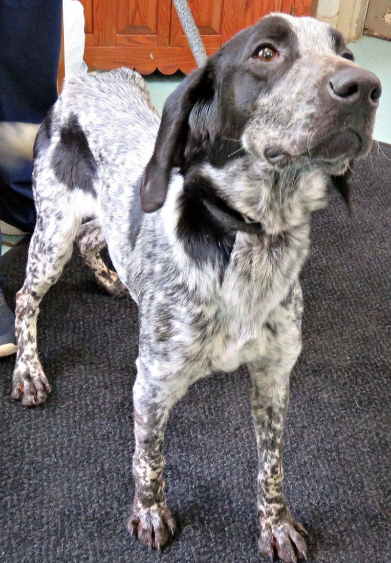 A young medium-sized female Gray / Blue / Silver Bluetick Coonhound dog named Creek for adoption in Lexington, VA