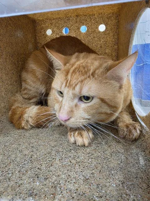 A young medium-sized male Domestic Short Hair cat named Pocus for adoption in Albuquerque, NM