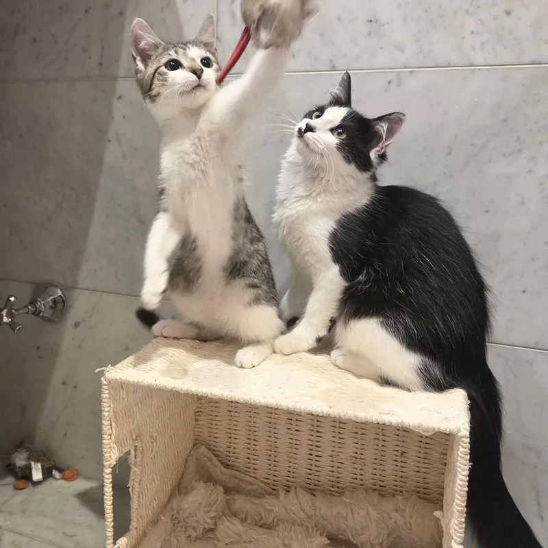 A baby medium-sized female Domestic Short Hair cat named Quarter & Elbow for adoption in Brooklyn, NY