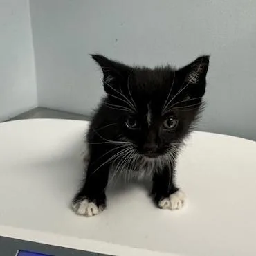 Meeko