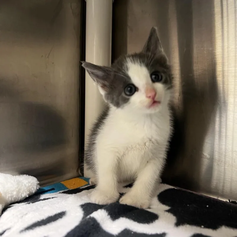 A baby small-sized female Gray / Blue / Silver Domestic Short Hair cat named Claribel for adoption in Harrisville, WV