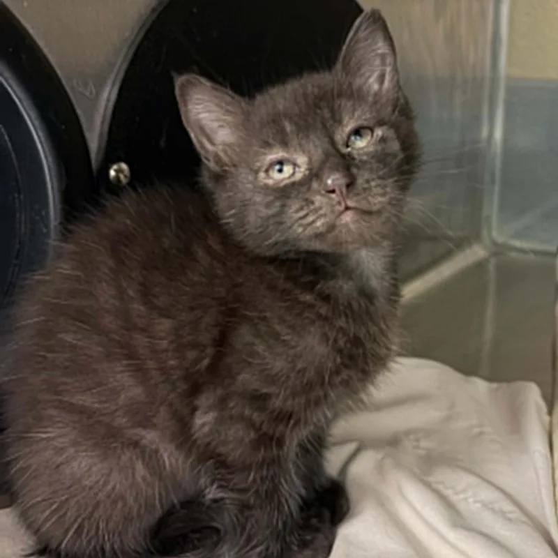 A baby small-sized female Black Domestic Short Hair cat named Vader for adoption in Concord, NC