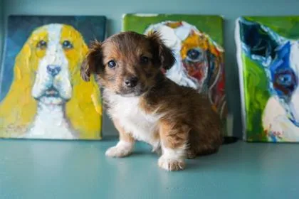 A baby small-sized male Yorkshire Terrier dog named Jaguar for adoption in San Antonio, TX