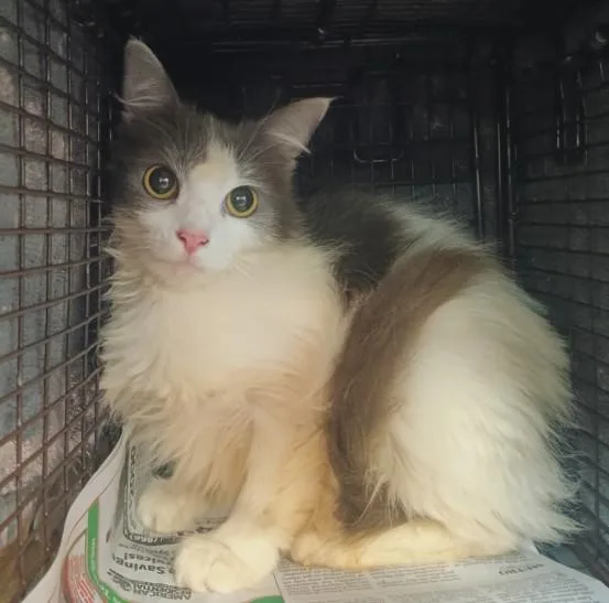 An adult small-sized female Domestic Short Hair cat named Mimi for adoption in Los Angeles, CA