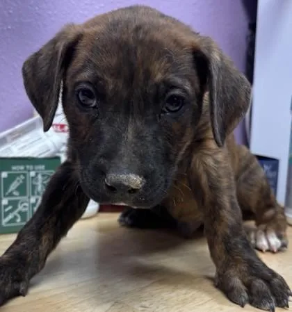 A baby small-sized male Brindle Mixed Breed dog named 60961321 for adoption in El Paso, TX