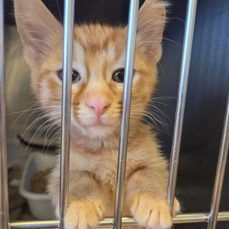 A baby small-sized male Orange / Red Domestic Short Hair cat named Alt for adoption in Spokane, WA
