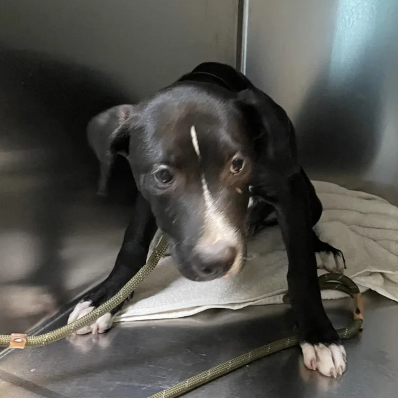 A baby medium-sized male Black Labrador Retriever dog named Archie for adoption in Pasadena, CA