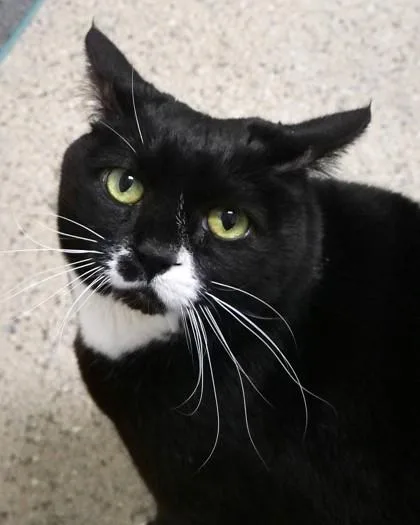 A senior medium-sized female Domestic Short Hair cat named Tiana for adoption in Fishers, IN