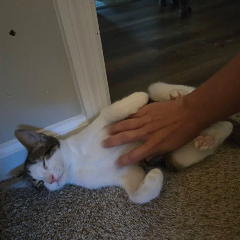 Billy Bob thumbnail 3