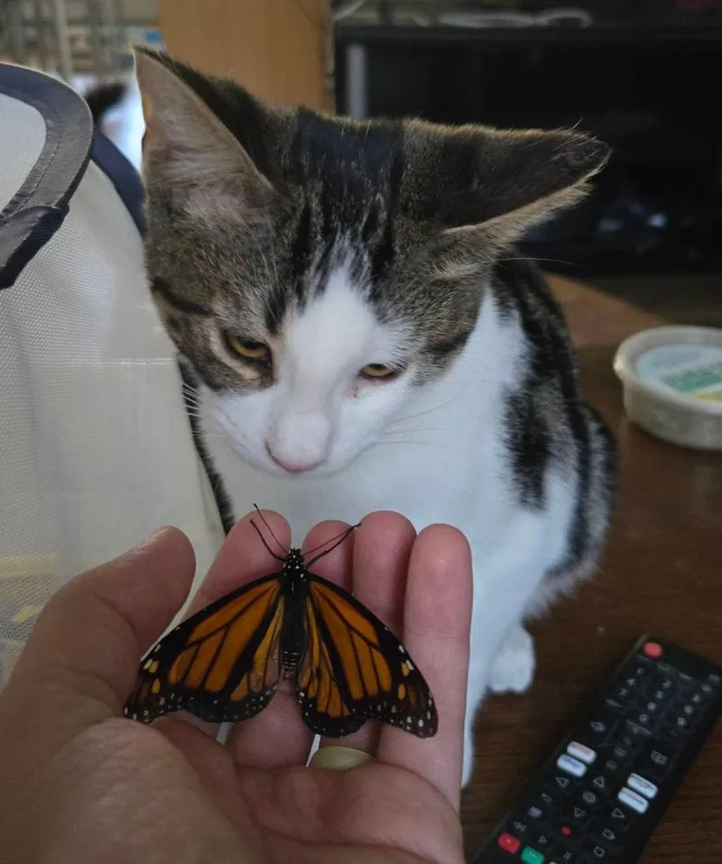 Billy Bob thumbnail 4